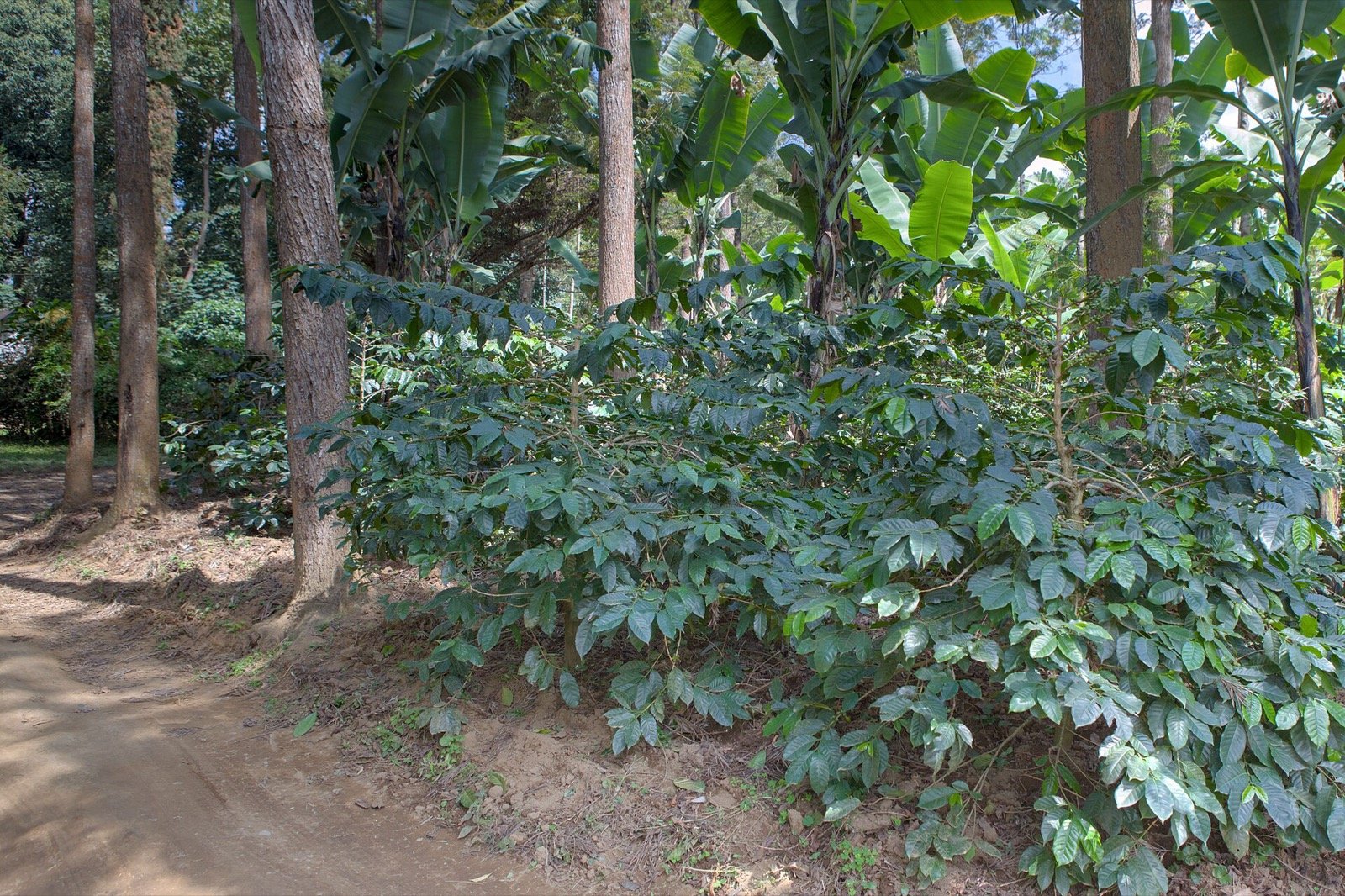 Coffee bushes growing under shade trees on the slopes of Mount Meru