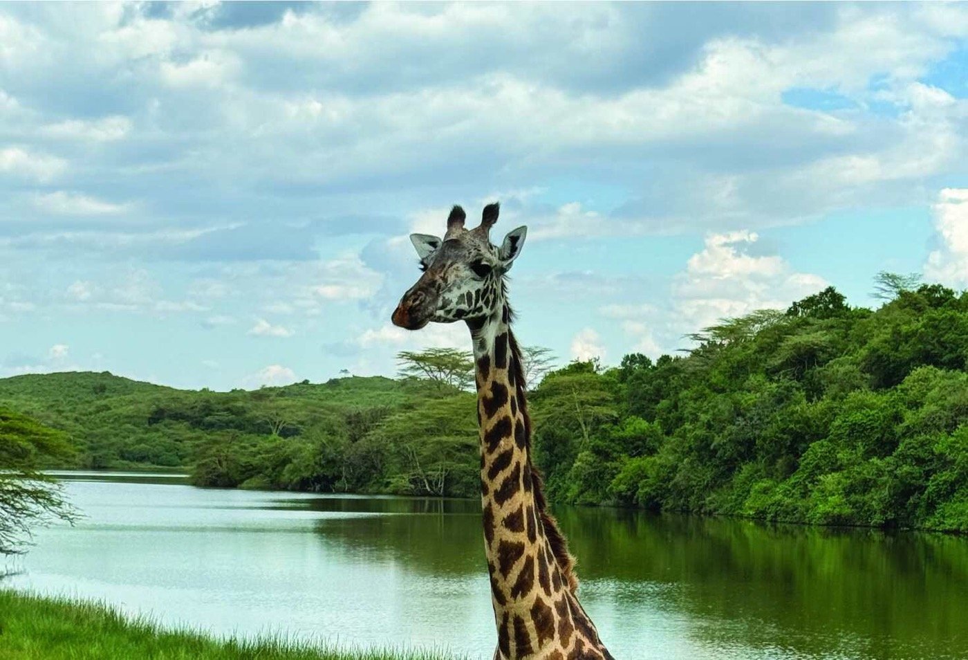 Giraffe grazing below Mount Meru in Arusha National Park