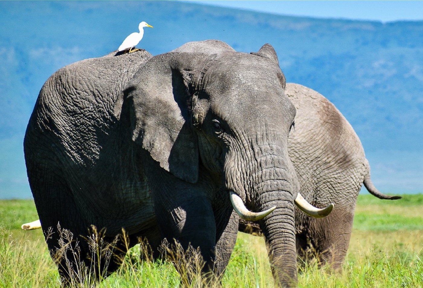 Wildlife on the floor of the Ngorongoro Crater