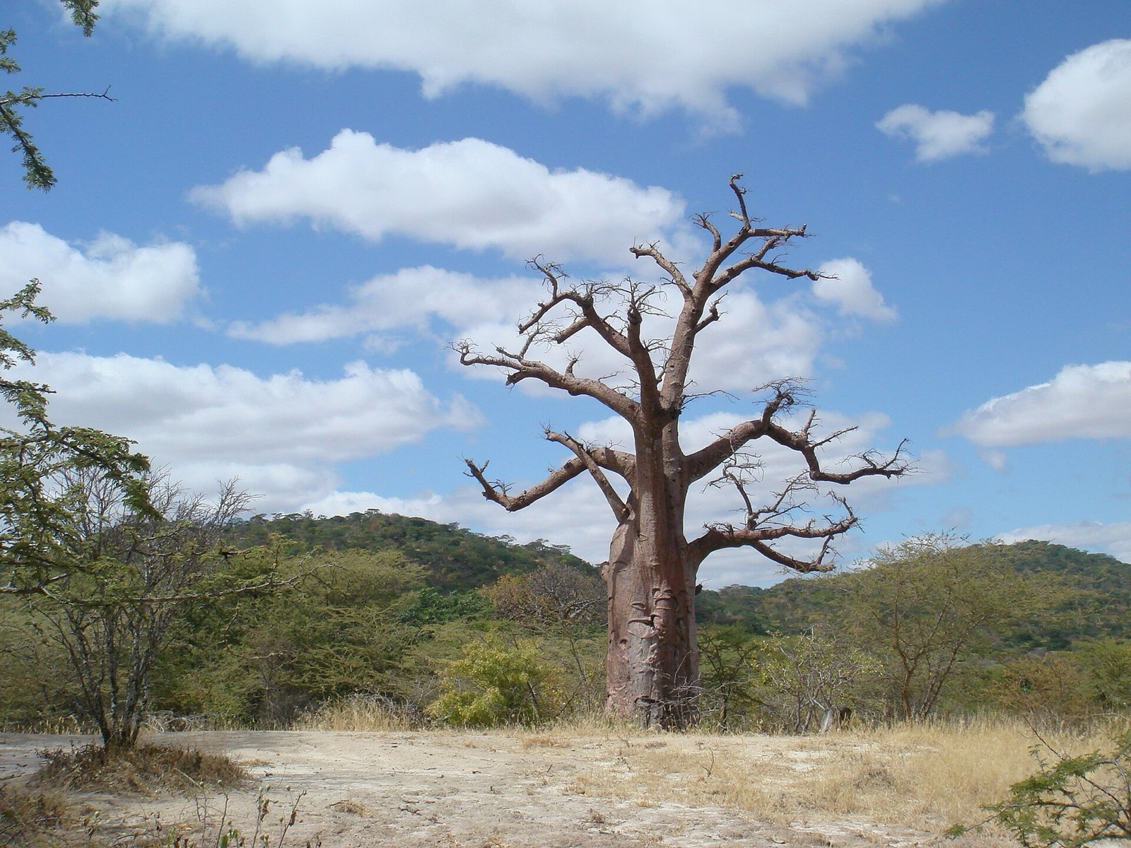 A lone baobab tree on the Tanzanian plains